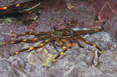 Flat crab (Percnon gibbesi). Marine invertebrates of the Canary Islands, Tenerife.