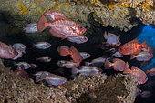 Catalufa (Heteropriacanthus cruentatus) Fish, underwater funds of the Canary Islands, Tenerife.