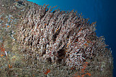 Snowflake coral (Carijoa riisei). This coral is observed more and more frequently in the waters of the Canary archipelago, even being considered by some experts as an invasive species. Marine invertebrates of the Canary Islands.