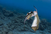 Reproduction. Common stingray (Dasyatis pastinaca) mating. Fish from the Canary Islands, Tenerife.