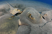 Pastenague commune (Dasyatis pastinaca) femelle (déjà fécondée) entourée et "harcelée" par plusieurs mâles. Tenerife, Iles Canaries