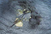 Pastenague commune (Dasyatis pastinaca) femelle (déjà fécondée) entourée et "harcelée" par plusieurs mâles. Tenerife, Iles Canaries