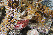 Blue starfish (Coscinasterias tenuispina) feeding on a red-mouthedrock-shell (Stramonita haemastoma). Marine invertebrates of the Canary Islands, Tenerife..