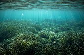Posidonia (Posidonia oceanica) seagrass, Porquerolles Island, Iles d'Hyères, Var, France