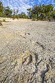 Fossil footprint slab of Viens, Luberon Regional Nature Park, National Geological Reserve, Vaucluse, France