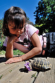 Girl and Hermann's Tortoise (Testudo hermanni), France