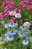 Blue flowers of Nigella (Nigella sp) in a flower bed