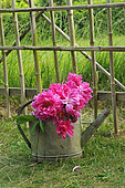 Peonies (Paeonia sp) in a zinc watering can in a country garden in front of a bamboo fence