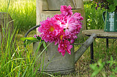 Peonies (Paeonia sp) in a zinc watering can in a country garden