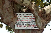 Prohibition sign covered by the bark of a plane tree