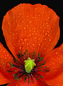 Rain drops on a poppy flower (Papaver rhoeas)