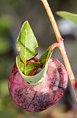Gall on Pistachio leaf (Pistacia sp)