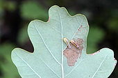 Sawfly larvae on oak leaf