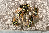 Wasps building their nests