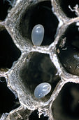 Wasp eggs in their cells