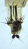 Egg-laying organ of a fly