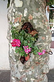 Geranium in a pot in the trunk of a plane tree