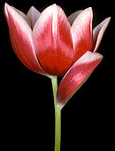 Malformed tulip on black background