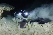 La rencontre. Quand un requin nourrice rencontre une raie pastenague dans la grotte, ça fait du ménage!!!! Grotte sous-marine immergée, Mayotte