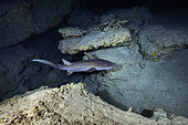 Atlantic Nurse shark. A nurse shark swimming in the cave.Underwater cave, Mayotte