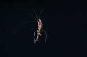 Shrimp of Underwater cave. One of the many shrimp present at the bottom of the cave. Often they are in the middle of the water swimming in total darkness. Photo taken at 72 metres depth and about 100 metres from the cave entrance. Underwater cave, Mayotte