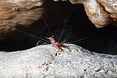 Cave shrimp (Parhippolyte sp) throwing up sediment with its legs. This shrimp was unknown in the Indian Ocean before we found it.Underwater cave, Mayotte