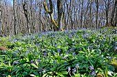 Scille fausse-jacinthe (Scilla lilio-hyacinthus), Floraison avant l'apparition des feuilles des arbres. Habitat : forêts de hêtres. Béarn : Pyrénées-Atlantiques, France