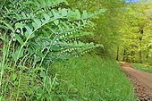 Sceau de Salomon verticillé (Polygonatum verticillatum) en fleurs au printemps dans son biotope. Habitat : forêts. Etage Montagnard, Béarn : Pyrénées-Atlantiques, France