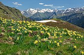 Two-coloured Daffodil (Narcissus bicolor) in bloom in the Pyrenees National Park, Ossau Valley, Pyrénées Atlantiques, France