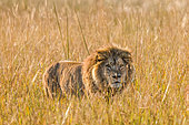 Lion (Panthera leo) in the grass. Okavango Delta. Botswana