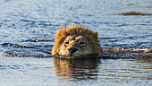 Big male lion (Panthera leo) is swimming through the swamp. Okavango Delta. Botswana