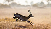 Antelope puku (Kobus vardonii) is jumping. Very dynamic shot. Botswana. Okavango Delta.