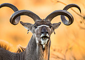 Portrait of antelope lowland nyala (Tragelaphus angasii) with beautiful horns. Close-up. Botswana. Okavango Delta.