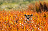 Lioness (Panthera leo) is hiding in the grass. Okavango Delta.