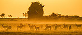 Puku (Kobus vardonii) troupoeau au coucher du soleil, Delta de l'Okavango, Botswana