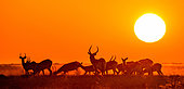 Group of Antelope puku (Kobus vardonii) at sunset. Botswana. Okango Delta.