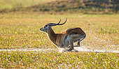 Antelope puku (Kobus vardonii) is running on water, surrounded by splashes. Botswana. Okavango Delta.