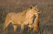 Lioness (Panthera leo) with prey. Botswana. Okavango Delta.