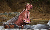 Hippo (Hippopotamus amphibius) is sitting in the water, opening his mouth and yawning. Botswana. Okavango Delta.