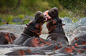 Deux hippopotames (Hippopotamus amphibius) se battant entre eux. Delta de l'Okavango. Botswana.