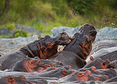 Group of hippopotamus (Hippopotamus amphibius) are in the water. Botswana. Okavango Delta. [dump] =>
