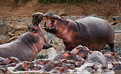 Two hippopotamus (Hippopotamus amphibius) are fighting with each other. Botswana. Okavango Delta.