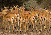 Group of antelopes (Aepyceros melampus) are standing in the grass. Botswana. Okavango Delta.