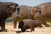 Group of hippos (Hippopotamus amphibius) are standing on the bank. Botswana. Okavango Delta.