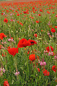 Flowering field with Common Sainfoin (Onobrychis viciifolia) and Poppies (Papaver rhoeas)