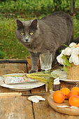Chat gris montant sur la table dressée dans un jardin avec bouquet de roses, serviette fleurie avec épis d'orge et abricots dans une assiette