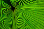 Fragment of a tropical palm leaf close-up. Indonesia. Sulawesi.
