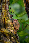 Spectral tarsier (Tarsius tarsier) is sitting on a tree in the jungle. Indonesia. Sulawesi Island.