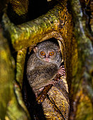 Spectral tarsier (Tarsius tarsier) is sitting in the hollow of a tropical tree in the jungle. Indonesia. Sulawesi Island.