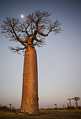 Baobab solitaire (Adansonia grandidieri) au coucher du soleil avec la lune en arrière-plan. Madagascar.